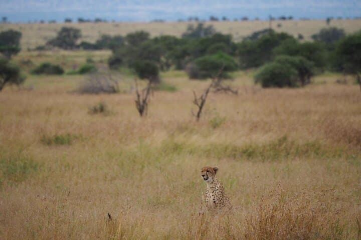 Kruger National Park Day Trip from Hoedspruit — Private Safari & Optional Breakfast photo 6