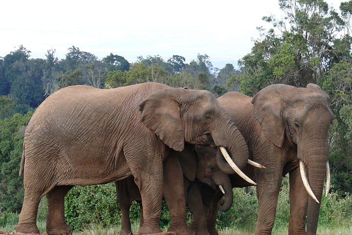 Aberdares Day Trip: Waterfalls, Wildlife & High-Altitude Forests from Nairobi photo 4