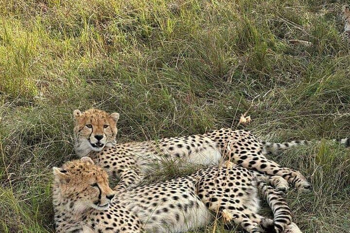 Maasai Mara Day Trip: Full-Day Game Drive from Nairobi photo 2