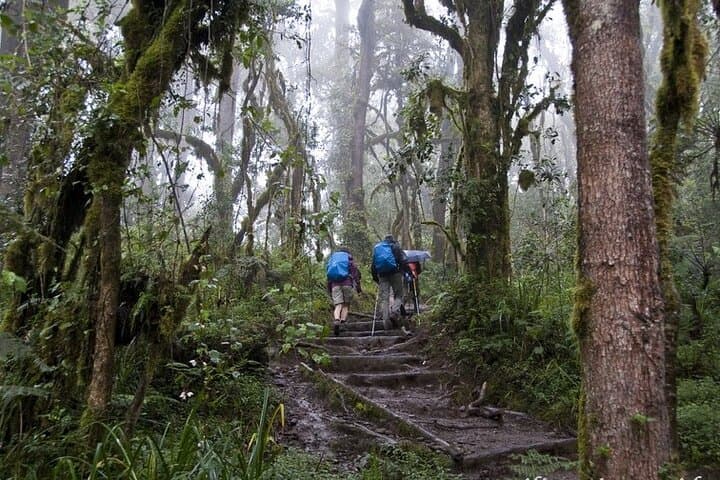 One-Day Machame Trek on Kilimanjaro: Shira Plateau & Southern Ice Field Views photo 3