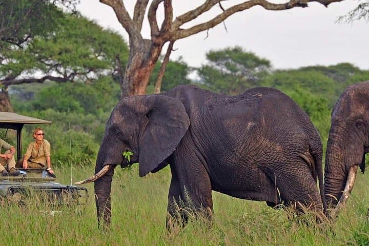 Tarangire Day Safari: Elephant Herds, Baobabs & Riverine Wildlife from Arusha photo 3