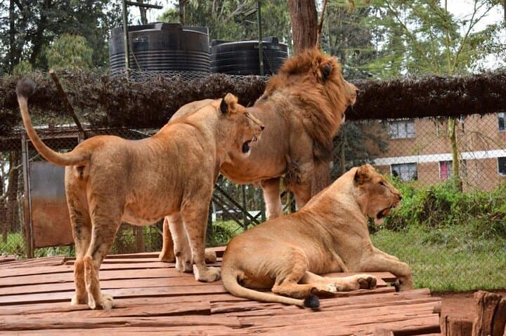 Nairobi Animal Orphanage, Safari Walk & Bomas Cultural Dance — Full-Day Tour