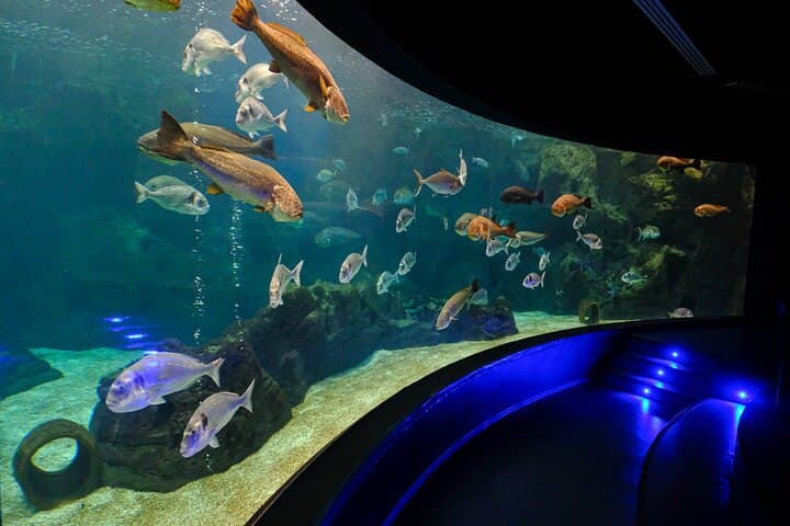 Cretaquarium Heraklion: Tickets & What to Expect at Crete's Mediterranean Aquarium photo 3