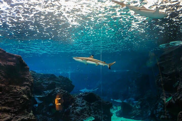 Cretaquarium Heraklion: Tickets & What to Expect at Crete's Mediterranean Aquarium photo 4