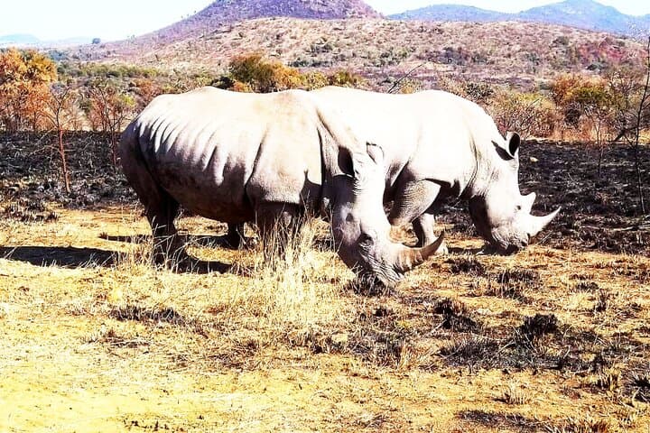 Two-Day Budget Kruger National Park Safari — Big Five on a Time-Friendly Itinerary photo 3