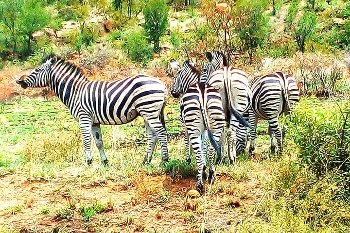 Two-Day Budget Kruger National Park Safari — Big Five on a Time-Friendly Itinerary photo 5