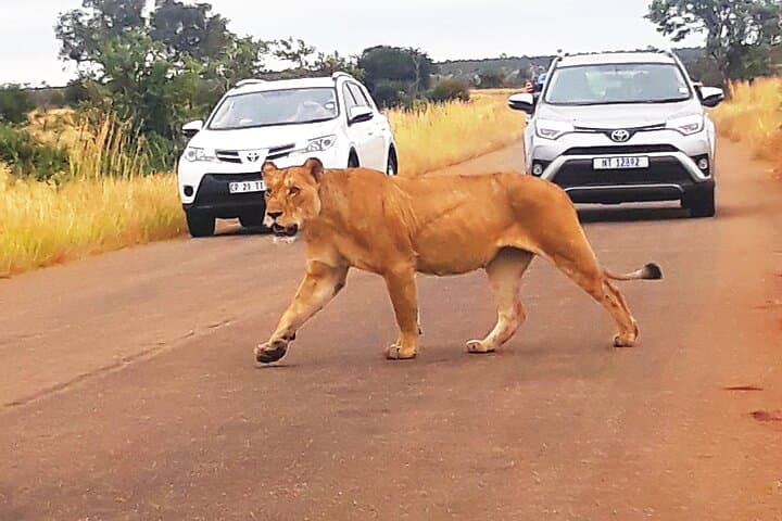 Two-Day Budget Kruger National Park Safari — Big Five on a Time-Friendly Itinerary photo 6