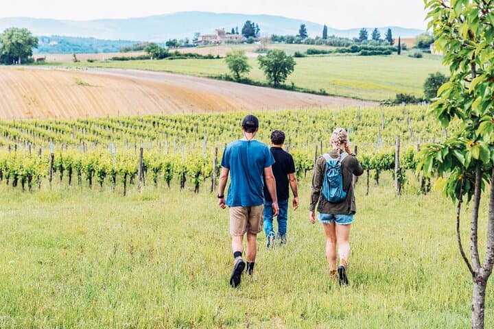 Mensanello Valley Wine & Olive Tasting Hike Near San Gimignano