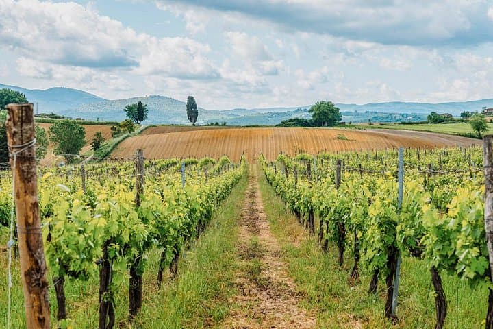 Mensanello Valley Wine & Olive Tasting Hike Near San Gimignano photo 3