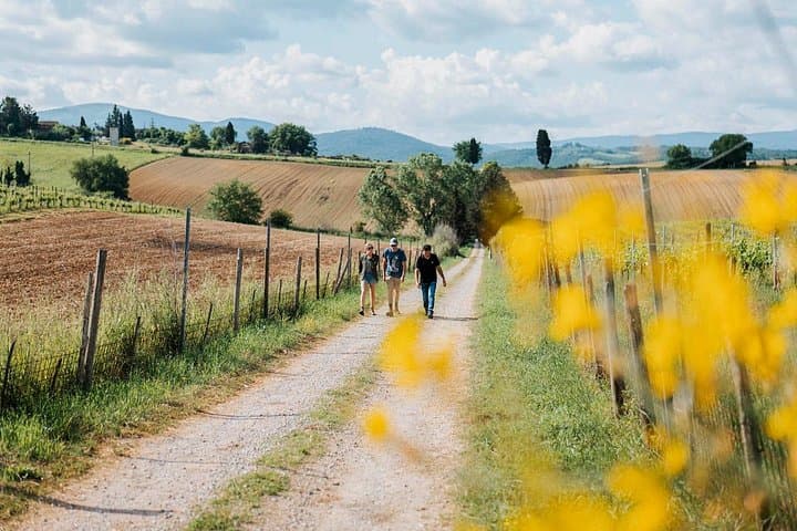 Mensanello Valley Wine & Olive Tasting Hike Near San Gimignano photo 2