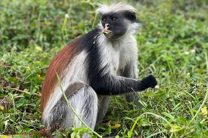 Jozani Forest, Spice Farm & Stone Town: Zanzibar Day Tour Guide
