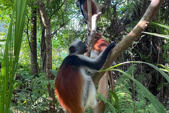 Jozani Forest, Spice Farm & Stone Town: Zanzibar Day Tour Guide photo 5
