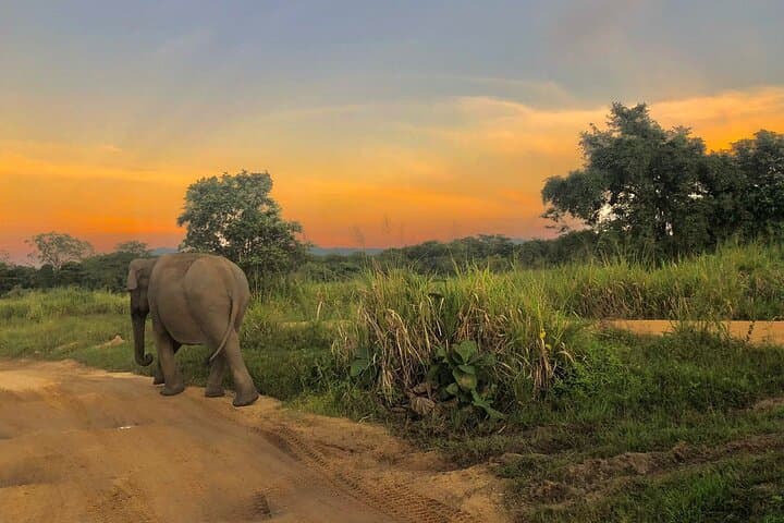 Hurulu Eco Park Jeep Safari: Elephants & Wildlife Near Habarana photo 4