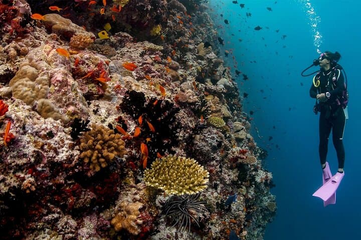Mnemba Island & Baraka Aquarium: Full-Day Snorkel, Turtles and Sunset Dhow Cruise