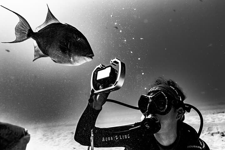 Bull Shark Dive in Playa del Carmen: Dive Machine Shark Point Adventure photo 5