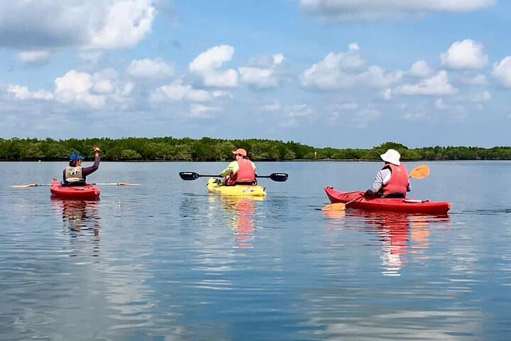 Paddle the Indian River Lagoon: Guided Kayak Tour through Mangrove Tunnels photo 5