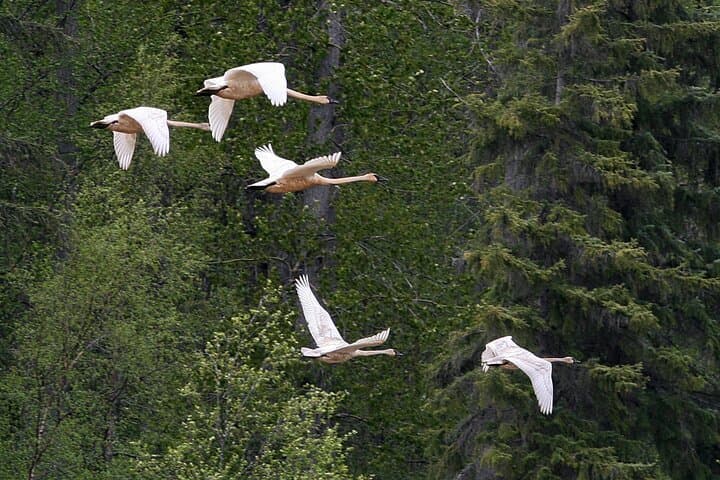 Chilkat River Jet-Boat Adventure: Bald Eagles & Untamed Channels from Haines photo 6