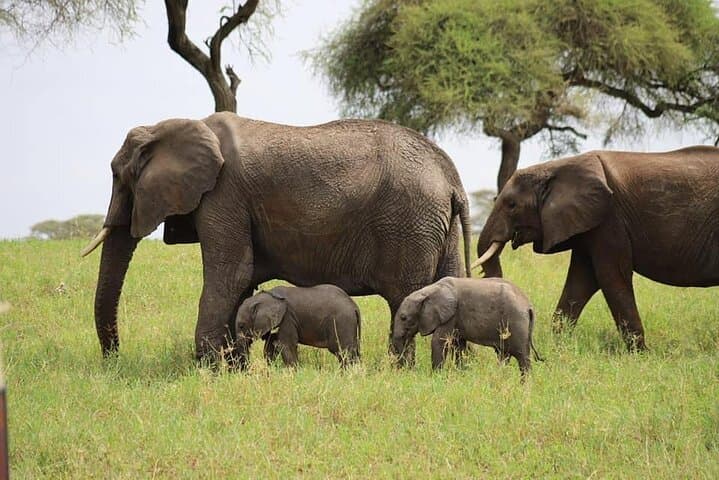 Tanzania Safari and Kilimanjaro Climb: 15-Day Safari & Summit Adventure photo 6