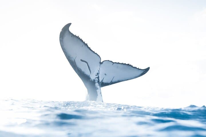 Private Oahu Whale Watching Tour from Waikiki — Small-Group Humpback Viewing