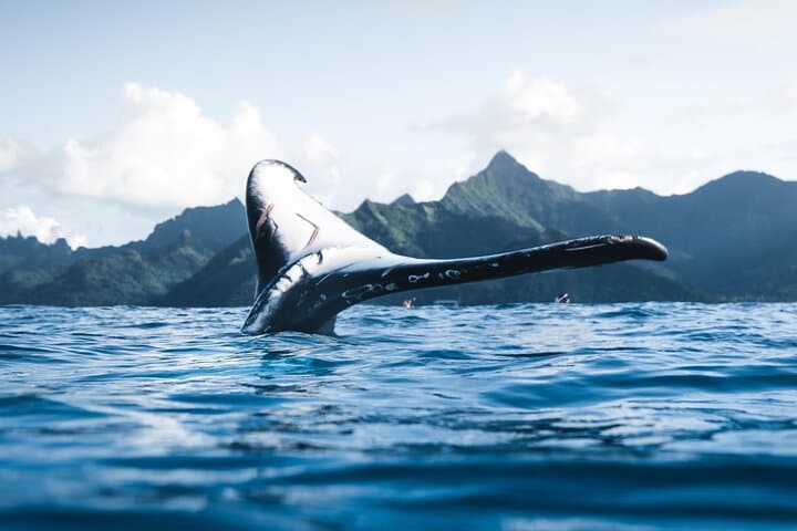 Private Oahu Whale Watching Tour from Waikiki — Small-Group Humpback Viewing photo 2