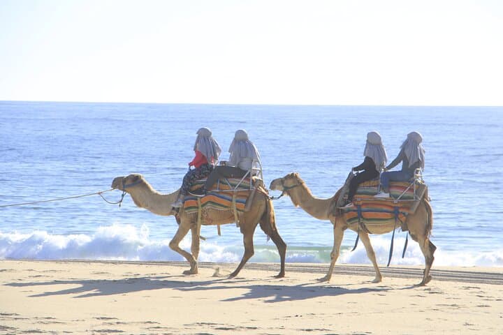 Beach Camel Safari in Los Cabos: Ride the Pacific Shore with Gentle Giants photo 2