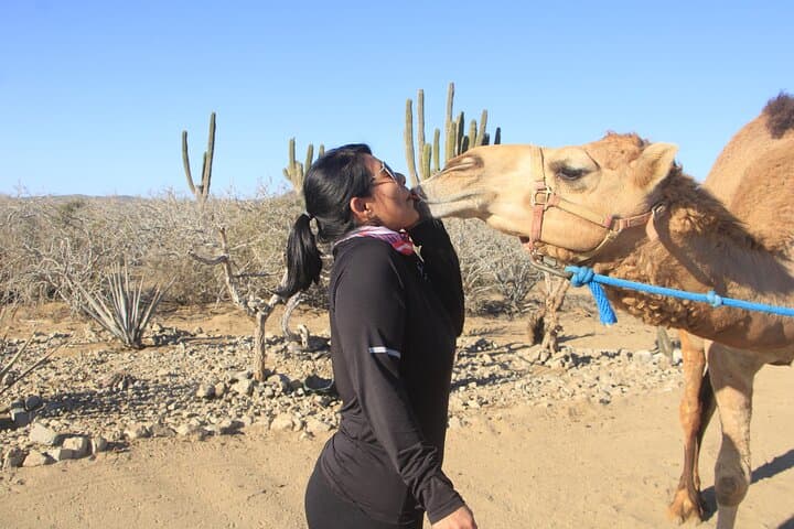 Beach Camel Safari in Los Cabos: Ride the Pacific Shore with Gentle Giants photo 3