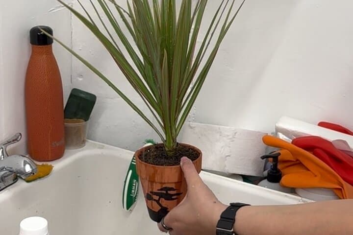 Paint and Plant: Brooklyn Plant Therapy Workshop for Beginners photo 4