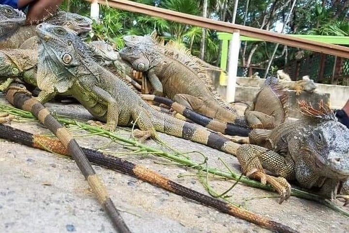 Iguana Park Tour Roatán — 3‑Hour Island Wildlife, Chocolate & Rum Experience