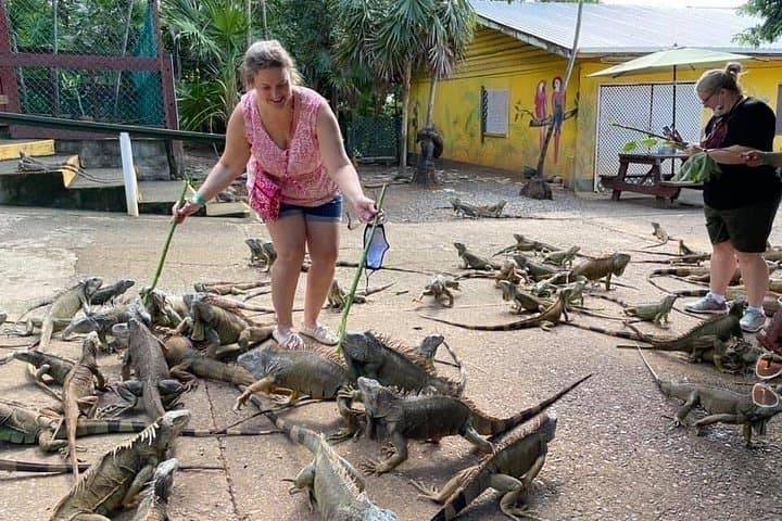 Iguana Park Tour Roatán — 3‑Hour Island Wildlife, Chocolate & Rum Experience photo 2