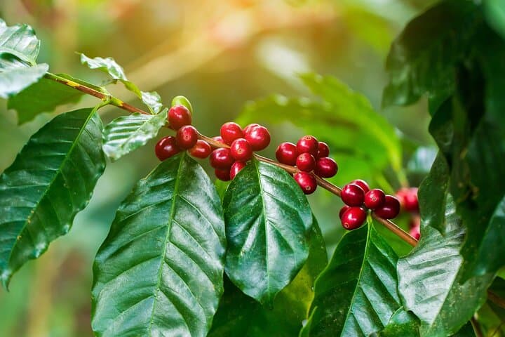 Taste Costa Rica: Coffee, Chocolate and Sugarcane Tour in La Fortuna photo 4