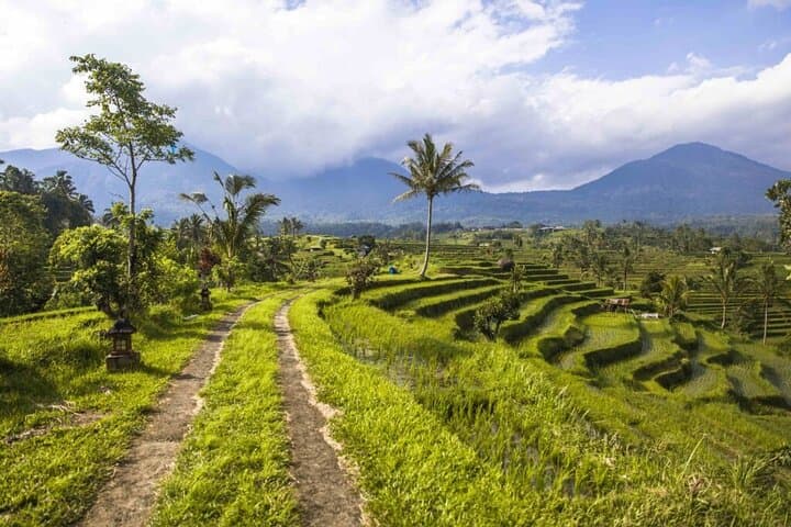 Hike Jatiluwih Rice Terraces: Self-Guided Walks in Bali's UNESCO Landscape photo 2