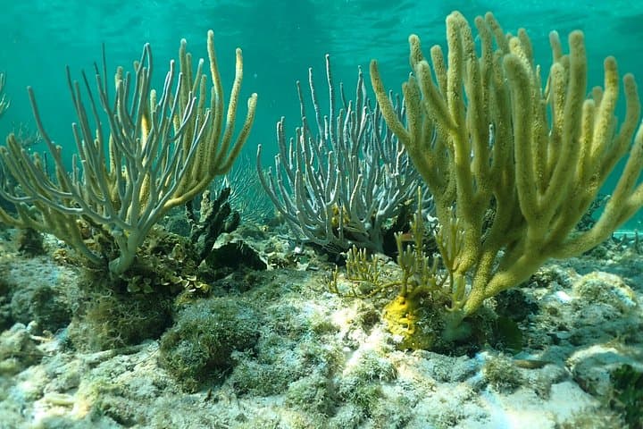 North Sound 3-Stop: Stingray City, Starfish Point & Coral Gardens Snorkel Adventure photo 6