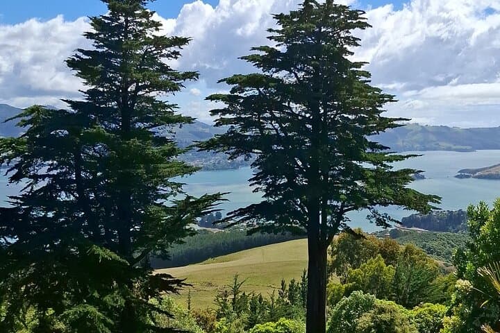 Private Dunedin & Otago Peninsula Wildlife Tour: Albatross, Seals & Scenic Drives photo 4