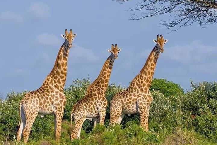Amboseli Elephant Trail: 3-Day Safari Under Kilimanjaro photo 2