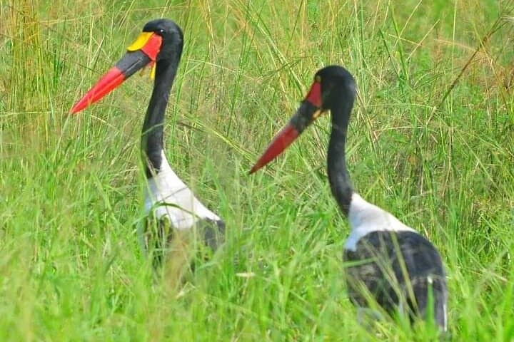 Amboseli Elephant Trail: 3-Day Safari Under Kilimanjaro photo 3