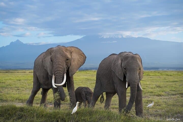 Amboseli Elephant Trail: 3-Day Safari Under Kilimanjaro photo 4