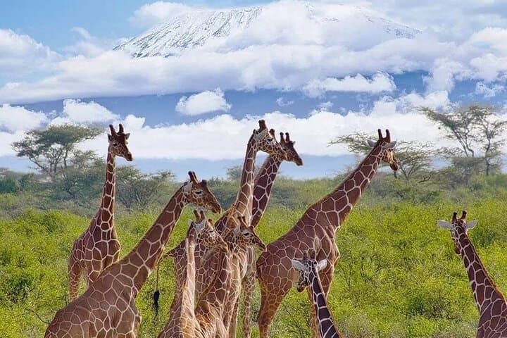 Amboseli Elephant Trail: 3-Day Safari Under Kilimanjaro photo 5