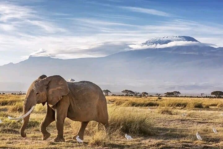 Amboseli Elephant Trail: 3-Day Safari Under Kilimanjaro photo 6