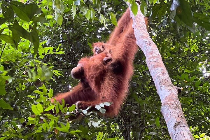 North Sumatra Highlights: 7-Day Bukit Lawang, Mount Sibayak & Lake Toba Adventure