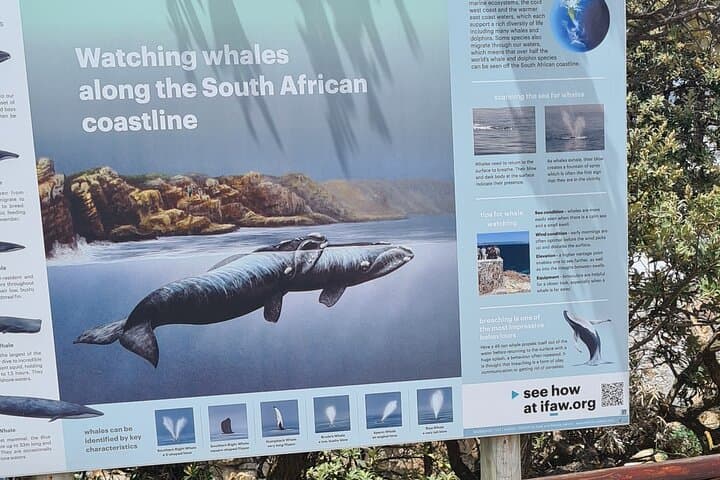 Hermanus Whale Watching: Cape Town Boat Tour to See Southern Right Whales photo 5