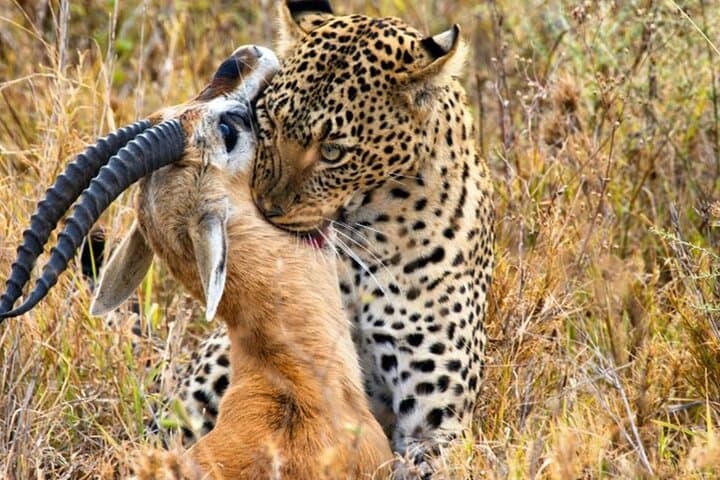 3-Day Maasai Mara Safari from Nairobi: Big Five, Migration & Maasai Visit photo 5
