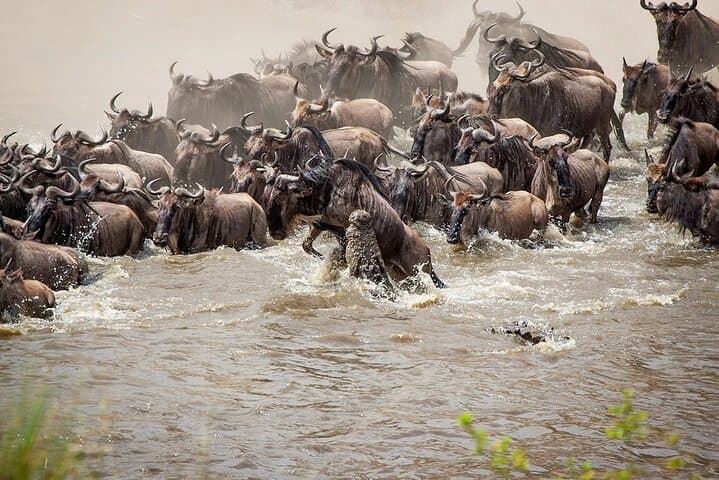 3-Day Maasai Mara Safari from Nairobi: Big Five, Migration & Maasai Visit photo 2