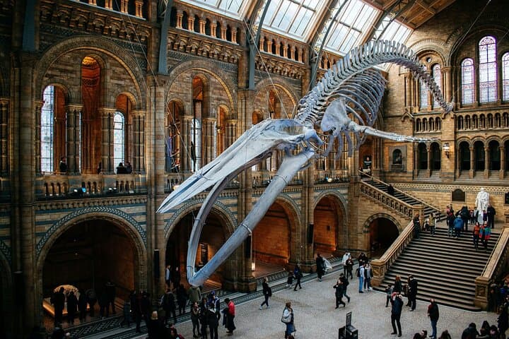 Natural History Museum London Express Tour & Multilingual Audio Guide