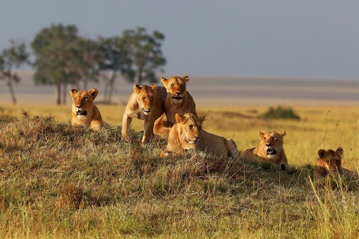 5-Day Safari: Mikumi, Udzungwa & Nyerere National Parks — Waterfalls, Game Drives & Rufiji River