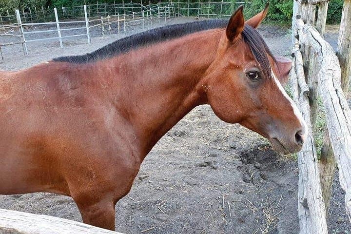 Pompeii Horseback Ride & Vesuvius Wine Tasting — Day Tour from Sorrento photo 2
