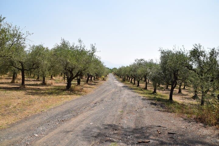 Pompeii Horseback Ride & Vesuvius Wine Tasting — Day Tour from Sorrento photo 4