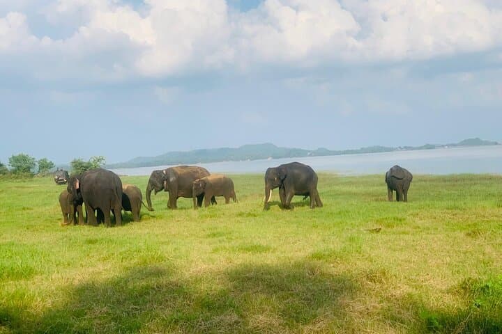 Minneriya Safari: Jeep Adventure to See Sri Lanka’s Elephant Gatherings photo 2
