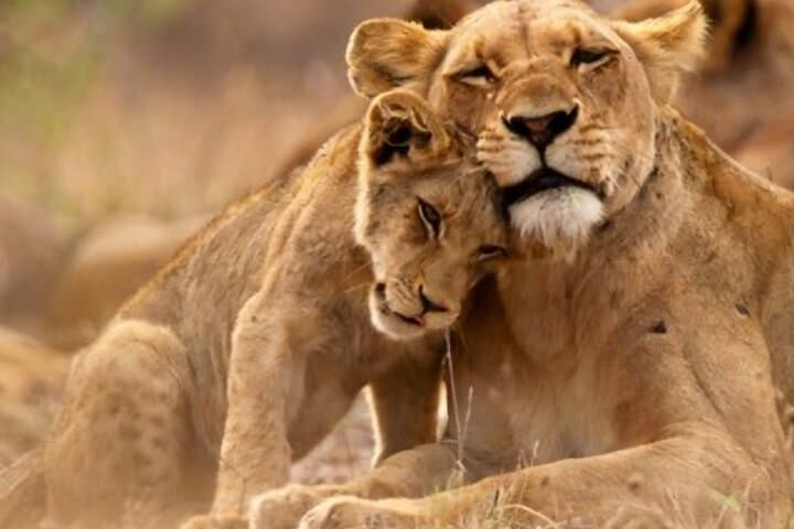Big 5 Safari at Aquila Game Reserve: Day Trip from Cape Town photo 6