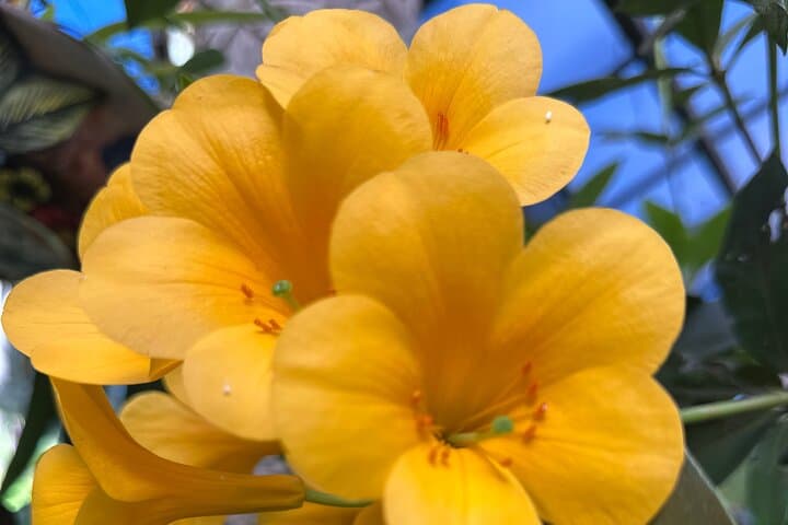 Half-Day Puerto Vallarta Botanical Garden Tour — Plants, History & River Swim photo 5