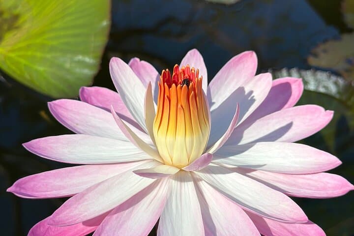 Half-Day Puerto Vallarta Botanical Garden Tour — Plants, History & River Swim photo 6